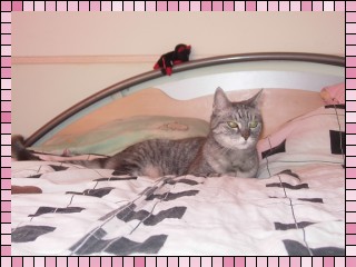 =^..^= Fellbandes Pinky  =^..^=
