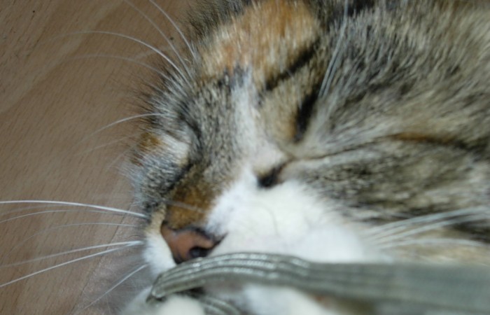 =^..^= FELLBANDE =^..^=