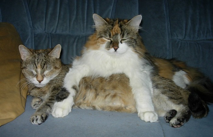 =^..^= FELLBANDE =^..^=