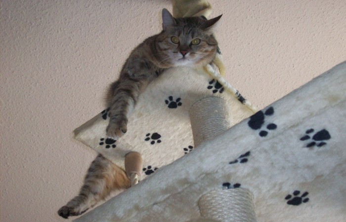 =^..^= FELLBANDE =^..^=