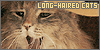 Langhaarkatzen