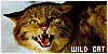 Wildcats